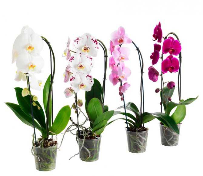 Популярность прозрачных горшков для орхидеи – необходимость или дань моде?