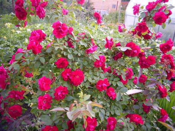 Изящное украшение сада — роза восточный экспресс: фото, описание и секреты выращивания