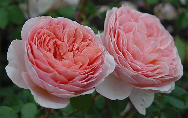 Роза абрахам дерби: история и описание сорта, посадка и уход, отзывы садоводов + варианты и фото применения в ландшафте
