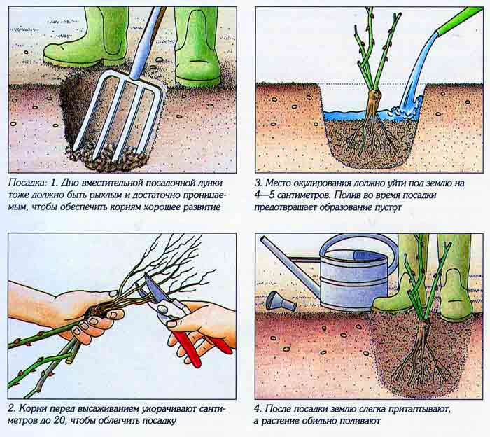 Рекомендации и пошаговая инструкция: как посадить и вырастить розы в домашних условиях из семян? проблемы и уход за растением