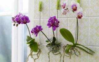 Орхидея энциклия: уход в домашних условиях, виды, пересадка и размножение