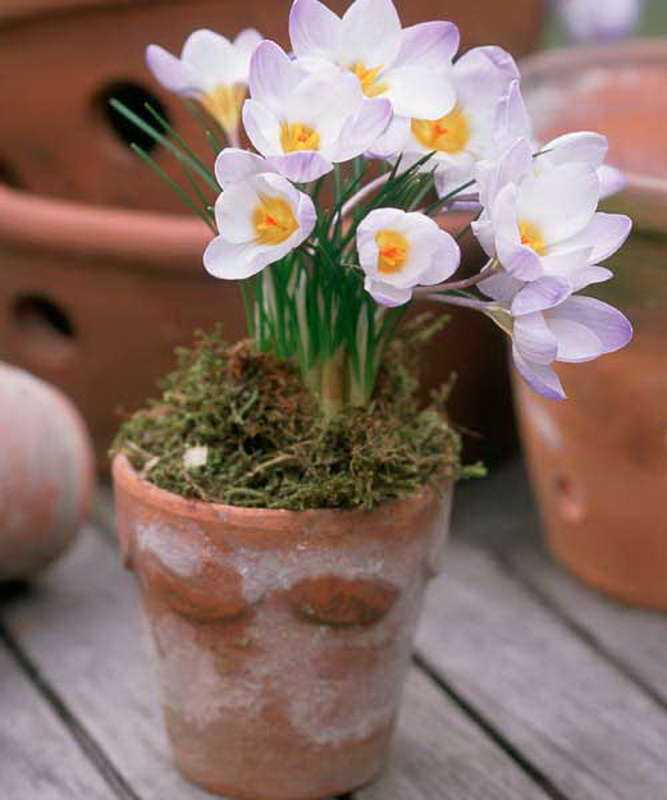 Цветы крокусы: выращивание в домашних условиях, посадка и уход