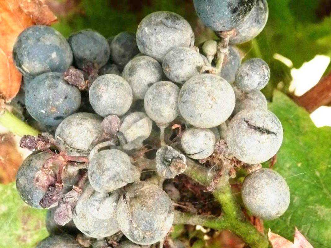 Мильдью (милдью) и оидиум — частые враги винограда. как бороться с этими грибковыми болезнями