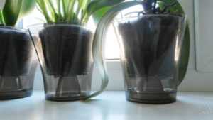 Горшок для фаленопсиса: в стеклянную или иную тару пересадить орхидею, как выбрать, какой материал предпочесть, куда не нужно сажать, и фото емкостей русский фермер