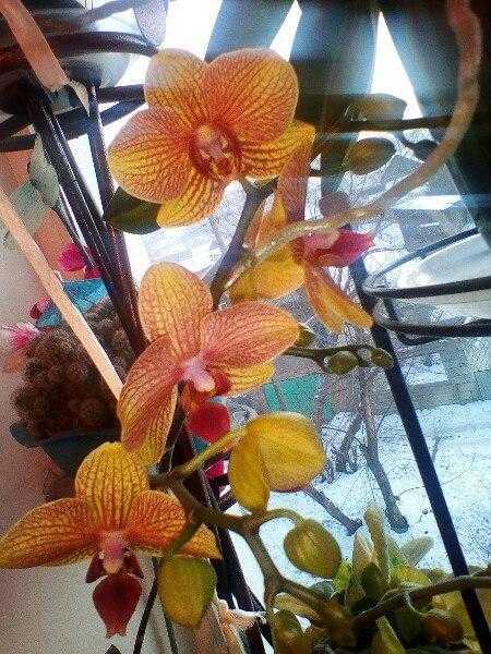 Как реанимировать орхидею? 26 фото как спасти цветок с вялыми листьями в домашних условиях? реанимация орхидеи без точки роста