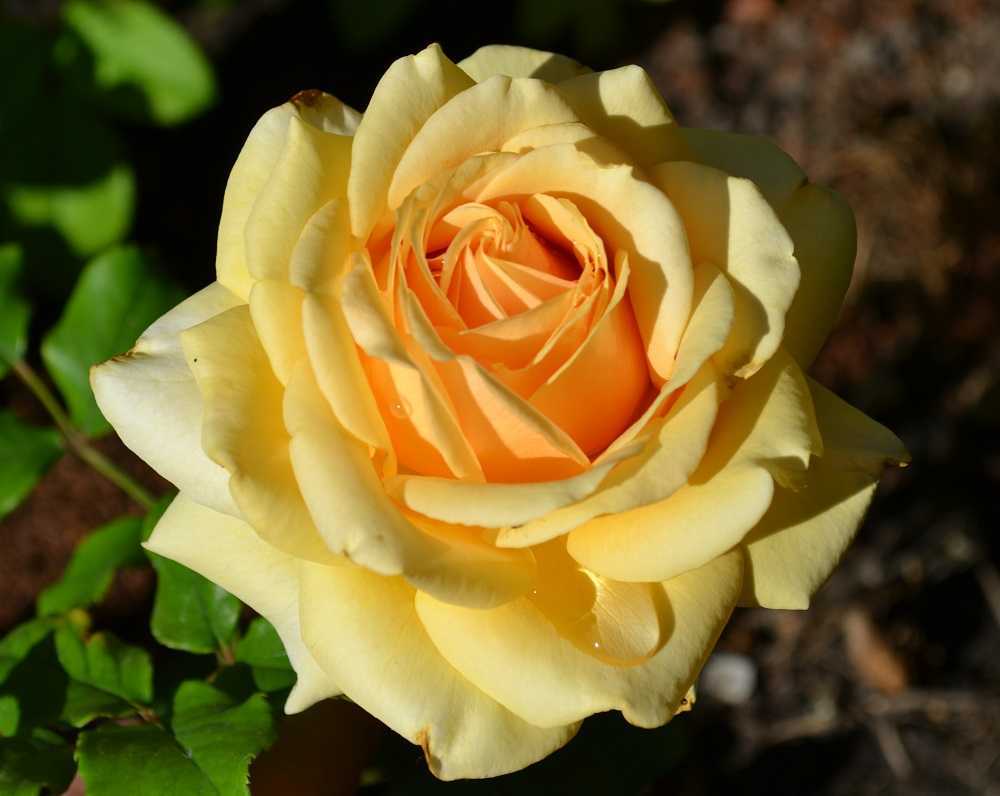 Выращивание и уход за Чайно-гибридными розами Данный необычный сорт получился в результате скрещивания ремонтантной и чайной розы