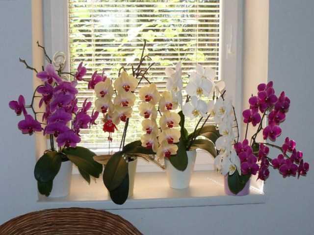 Чем подкормить орхидею в домашних условиях: подкормки и удобрения