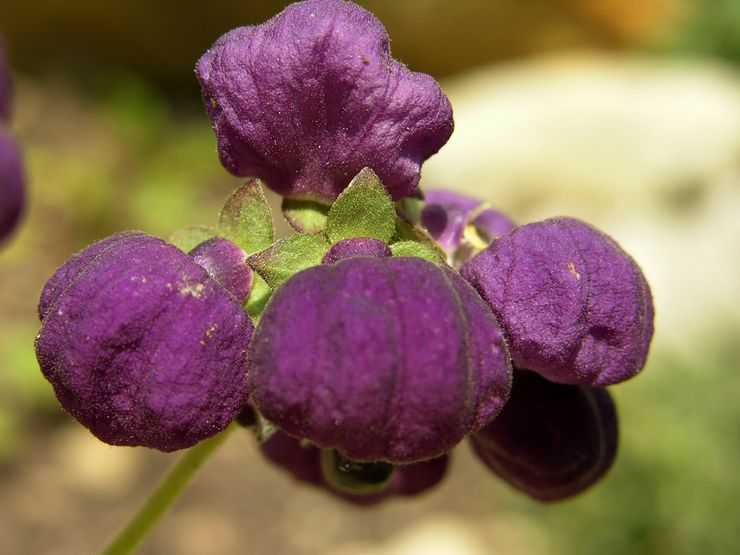 Цветок кальцеолярия выращивание из семян в домашних условиях посадка и уход фото видов