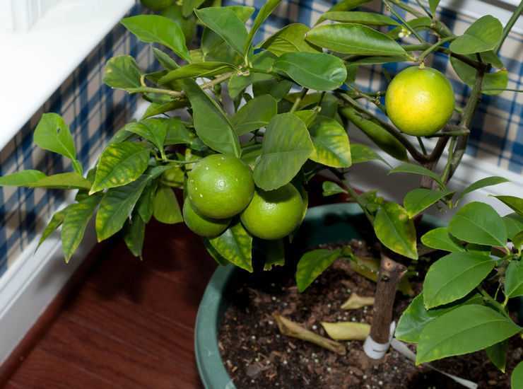 Как вырастить лимон в домашних условиях из косточки, а также будет ли он плодоносить