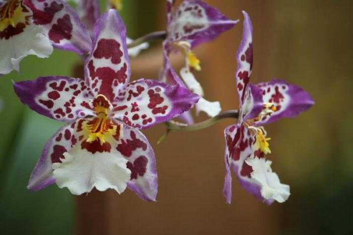 ᐉ орхидея камбрия: уход в домашних условиях, размножение, пересадка, почему желтеет - roza-zanoza.ru