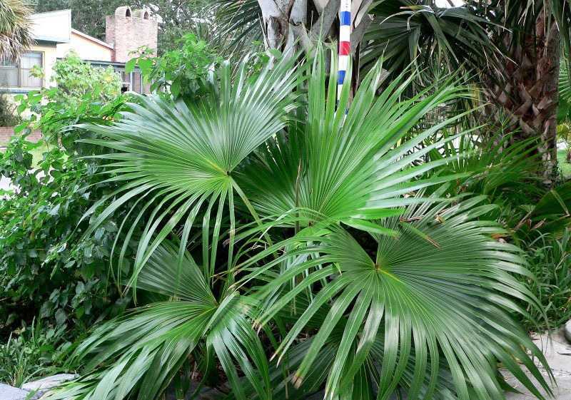 Что растет на пальме? семейство пальмовые. кокосовая пальма. финиковая пальма. королевская пальма