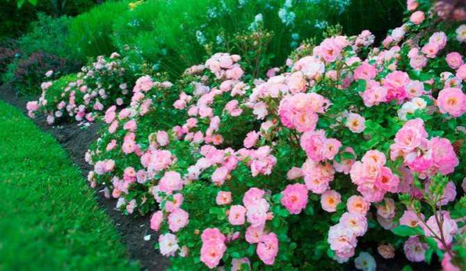 Плетистая роза «дон жуан» (22 фото): описание сорта, особенности посадки и ухода, отзывы
