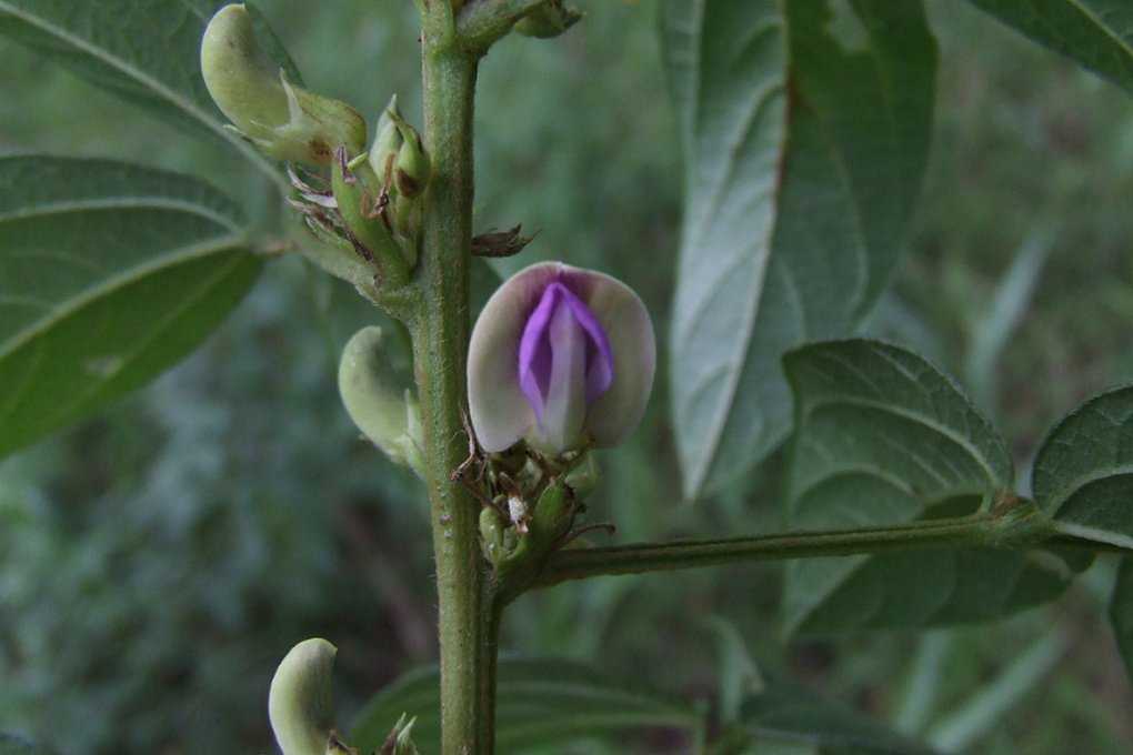 Долихос: выращивание гиацинтовых бобов для украшения участка