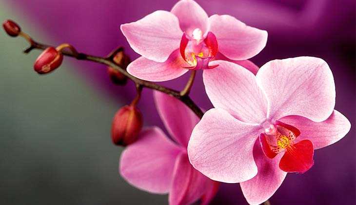 Горшки для орхидей, какой лучше, сравниваем по материалу и размеру
