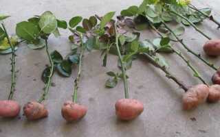 ᐉ выращивание черенков роз в картошке – посадка и уход - roza-zanoza.ru