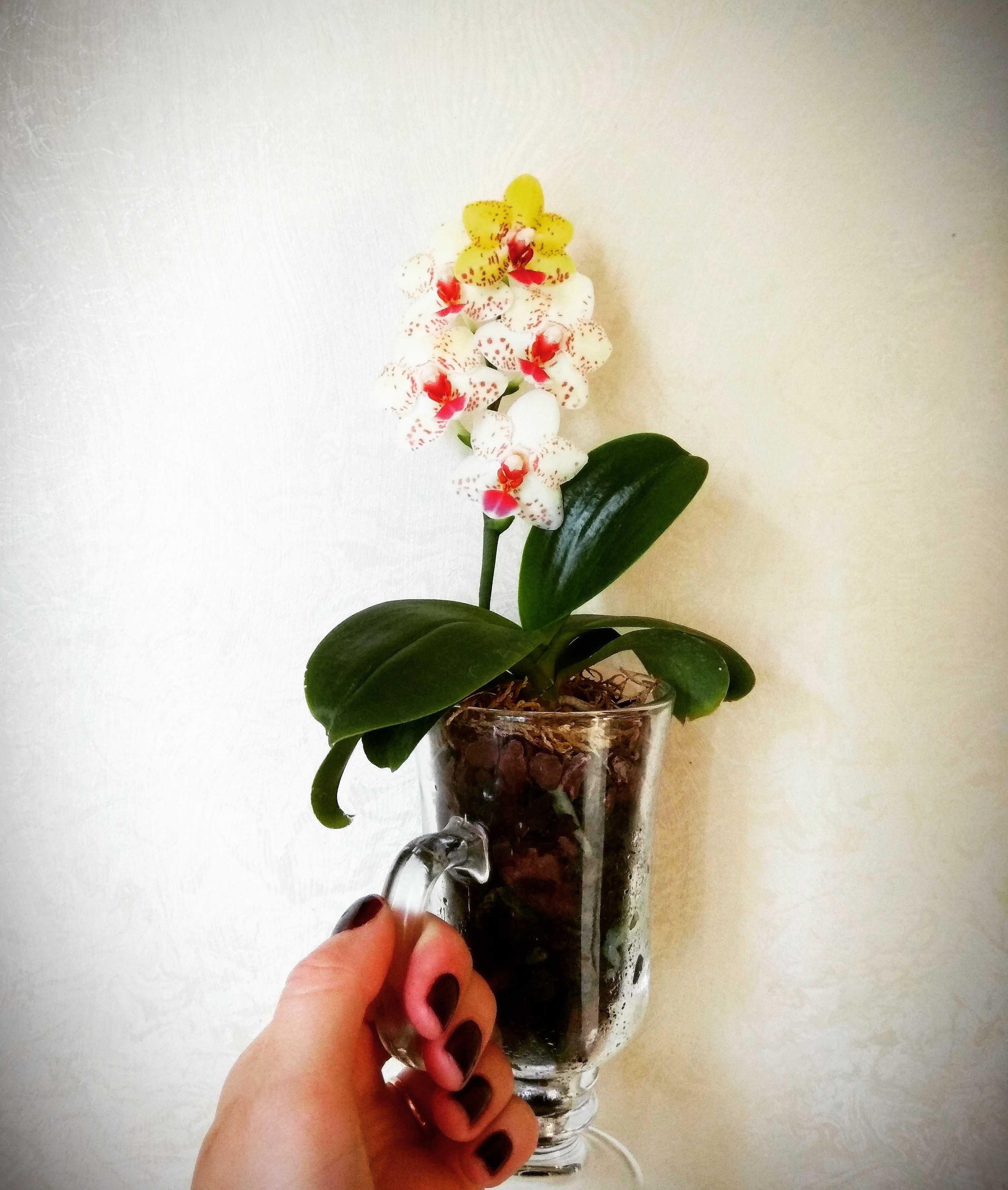 Орхидея аскоценда: уход в домашних условиях, выращивание