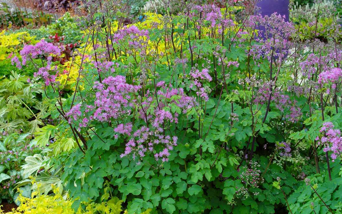 Садовый цветок василистник: разновидности с фото, особенности посадки и ухода, способы размножения
