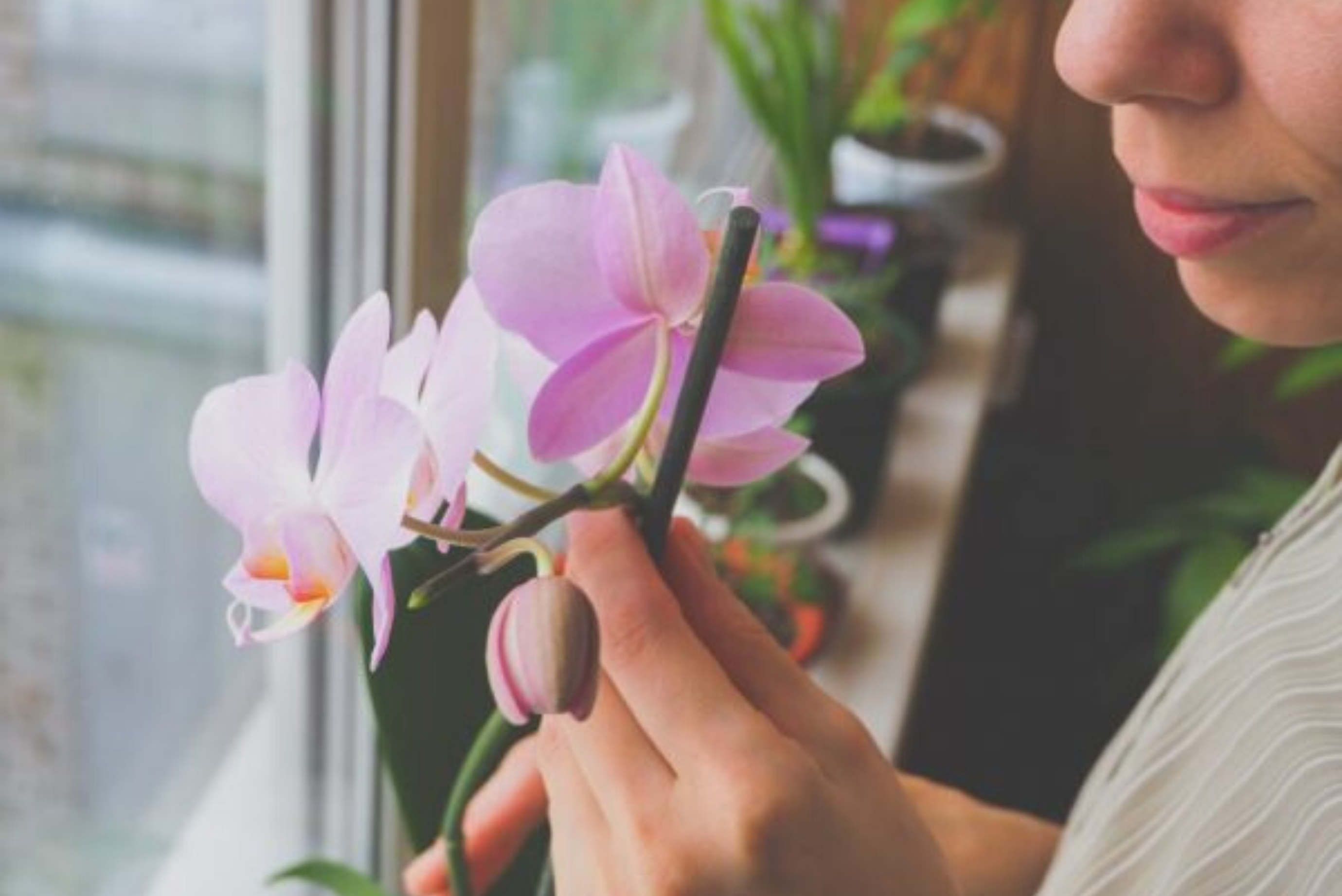 Болезни орхидей, их лечение и фото листьев, пораженных недугами, а также информация об их профилактике selo.guru — интернет портал о сельском хозяйстве