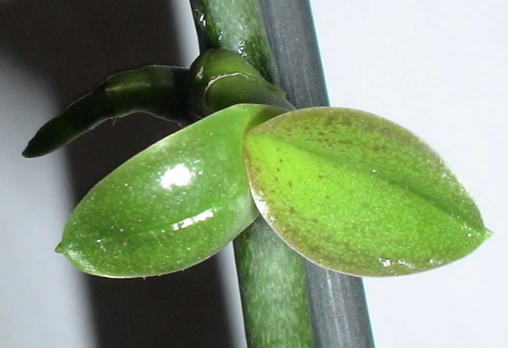 Цитокининовая паста для орхидей, как ее применять. цитокининовая паста для орхидей: свойства и применение