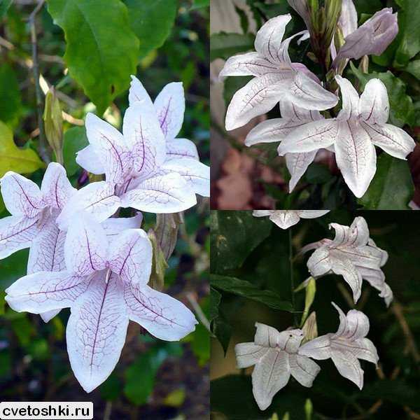 Азистазия: описание сортов цветка и уход после покупки