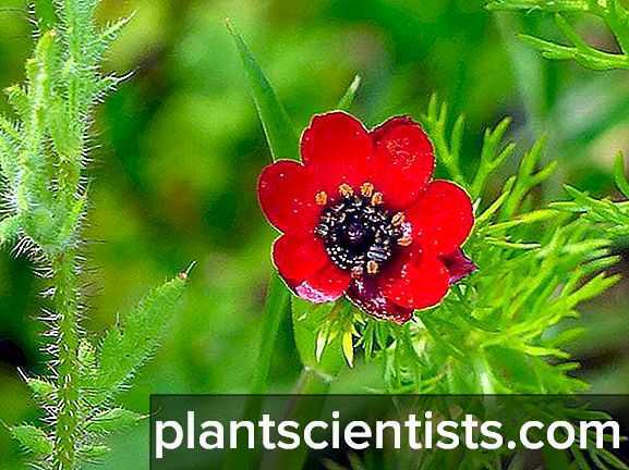 Растение адонис весенний (горицвет): фото, описание цветка из красной книги, выращивание адониса