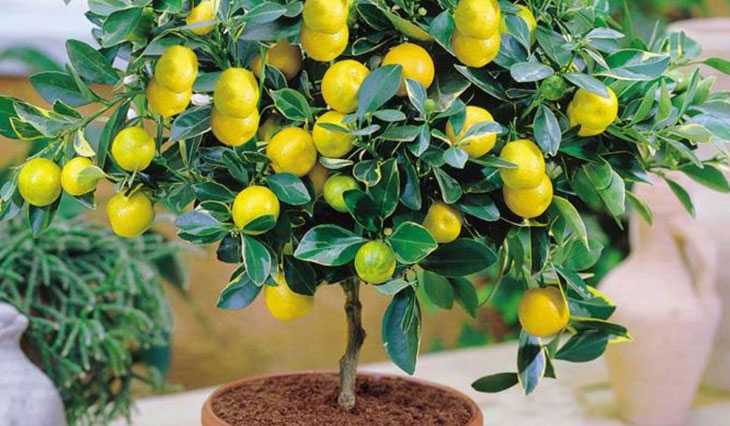 Для прививки лимона на цитрусовом деревце, выращенном из косточки, используют черенки и почки («глазки») Привитый лимон начнет плодоносить на 1-2 год после