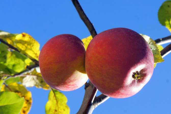 Яблоня карликовая: посадка, уход, обрезка и сорта