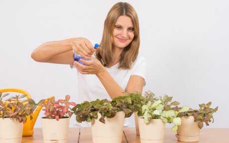 Органические удобрения для комнатных растений. топ 10 удобрений дома