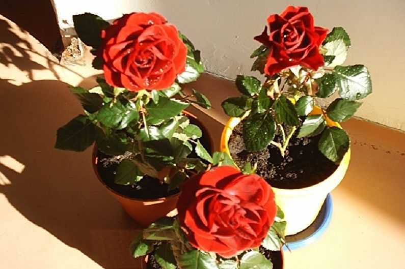 ᐉ уход за комнатной розой – пересадка и болезни; комнатная роза зимой; комнатные розы после покупки - roza-zanoza.ru