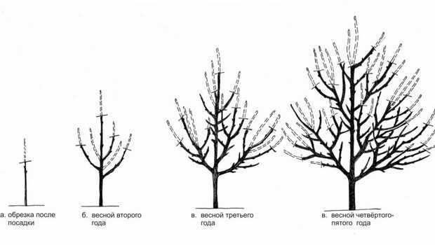 Что такое формовочная обрезка деревьев, кустарников. хвойных?  цель, сроки, правила