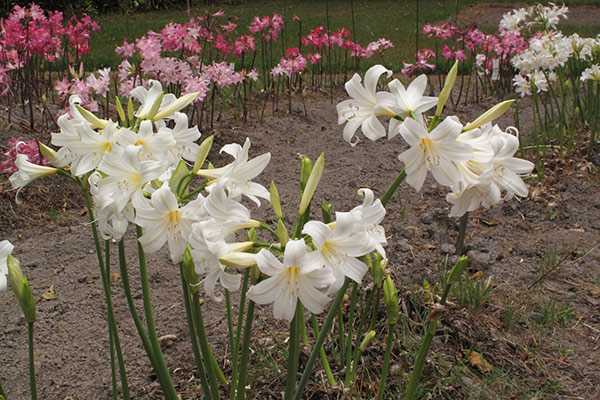 Амариллис, луковичное растение родом из Южной Африки Грамотный уход в домашних условиях, вознаградятся шикарными соцветиями крупных колокольчатых цветов