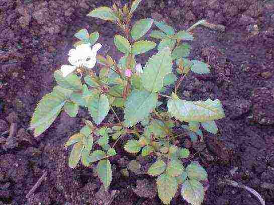 ✅ роза многоцветковая вечноцветущая мини выращивание из семян - питомник46.рф
