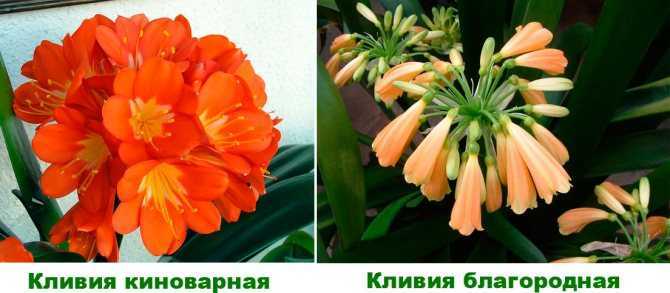 Цветок кливия: уход в домашних условиях, фото и кливии, почему кливия не цветет, размножение и пересадка кливии