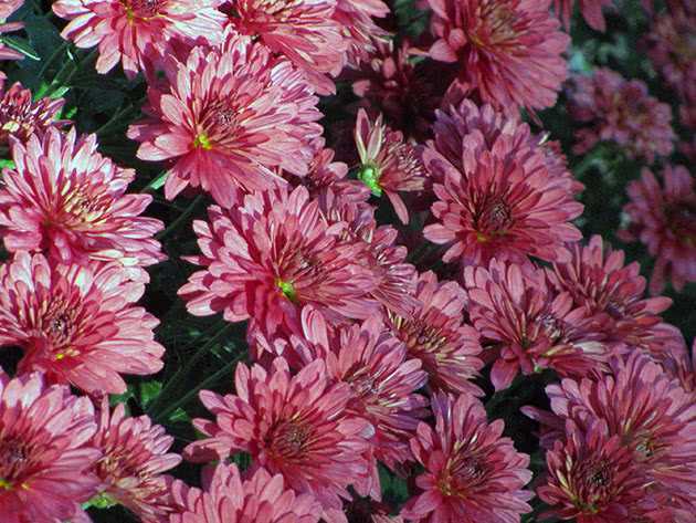 Хризантема кустовая садовая многолетняя: фото и описание