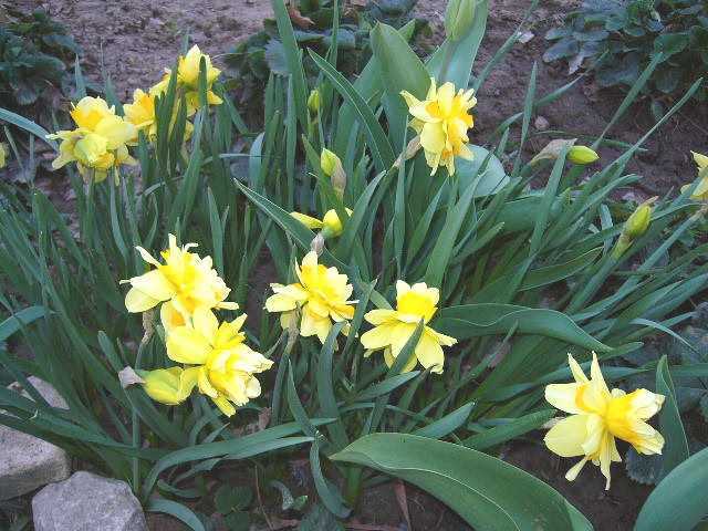 Однодольное растение нарцисс (Narcissus) является представителем семейства Амариллисовые Этот весенний цветок относится к одним из самых ранних Род объединяет примерно 60 видов