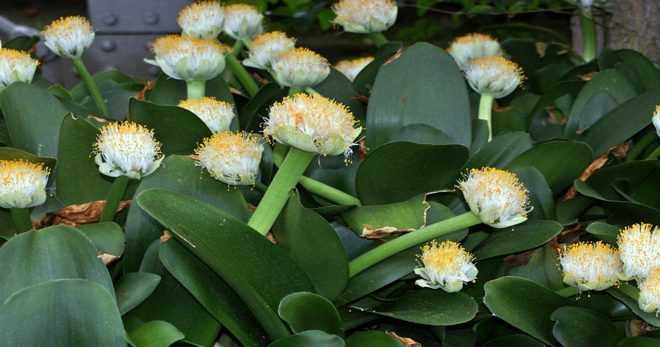Гемантус: уход в домашних условиях, цветение и размножение, фото
