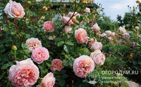 Роза абрахам дерби: фото и описание сорта, отзывы садоводов