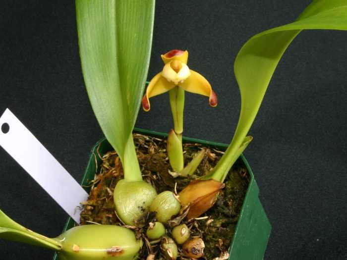 Брассия – орхидея-паук