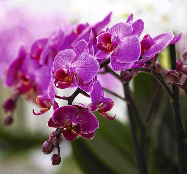 Виды драгоценных орхидей