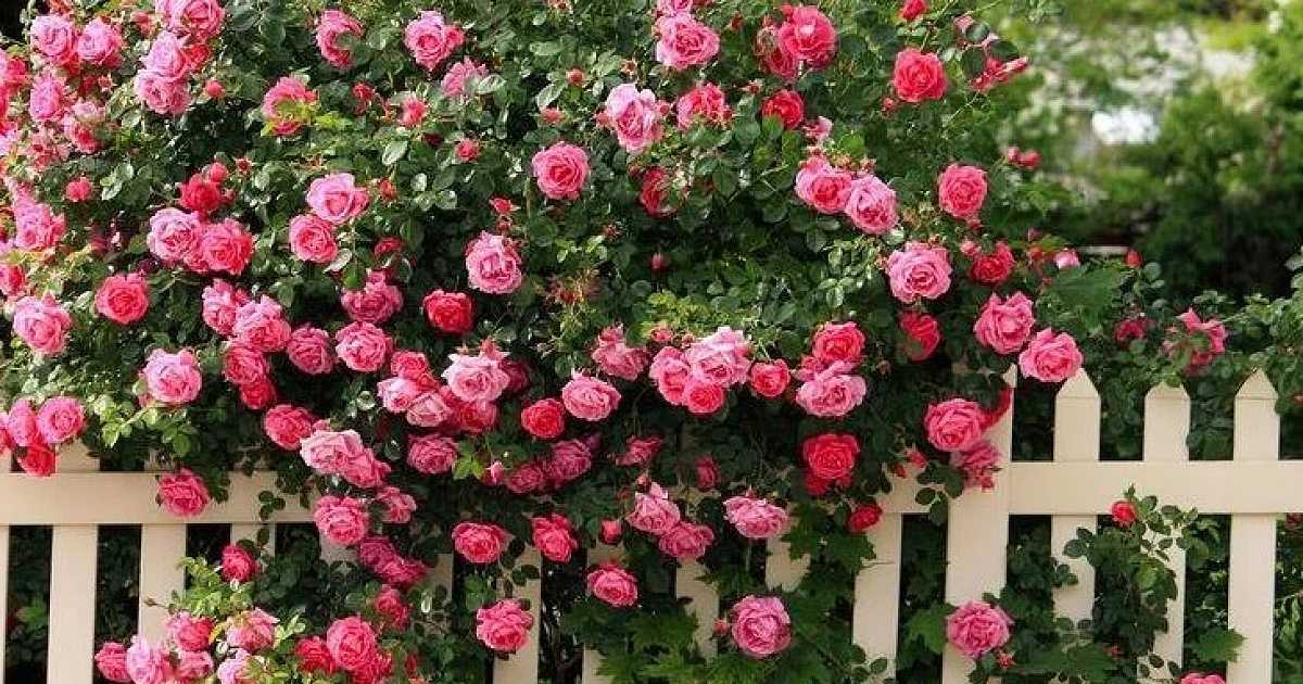Розы спрей (сорта, фото, описание) + идеи по применению в саду
розы спрей (сорта, фото, описание) + идеи по применению в саду