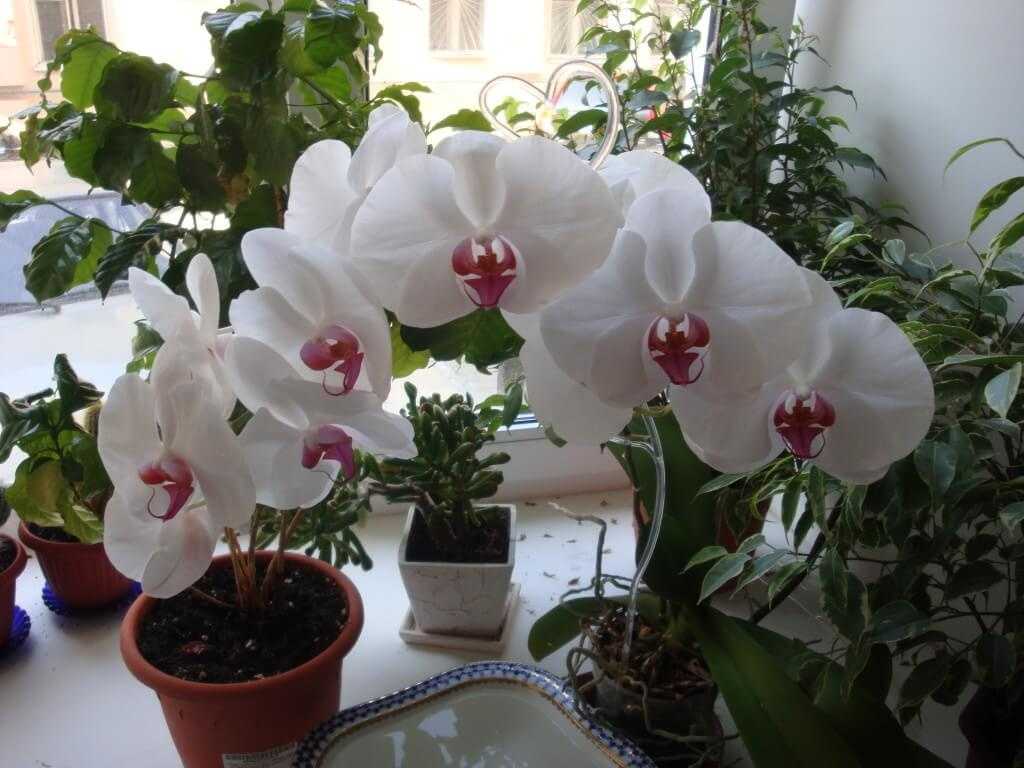 Орхидея масдеваллия
