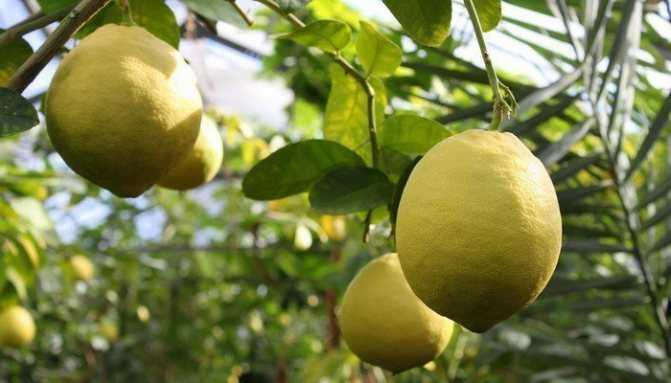 Выращивание комнатного лимона: нюансы и советы специалистов