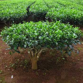 Такой род, как мелалеука (чайное дерево) имеет прямое отношение к семейству миртовые Он объединяет примерно 200 видов вечнозеленых кустарников и деревьев
