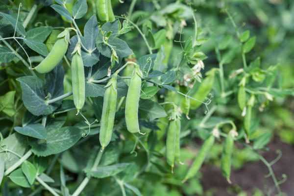 Зеленый горох: как правильно посадить семена в открытый грунт, выращивание гороха, посадка и уход