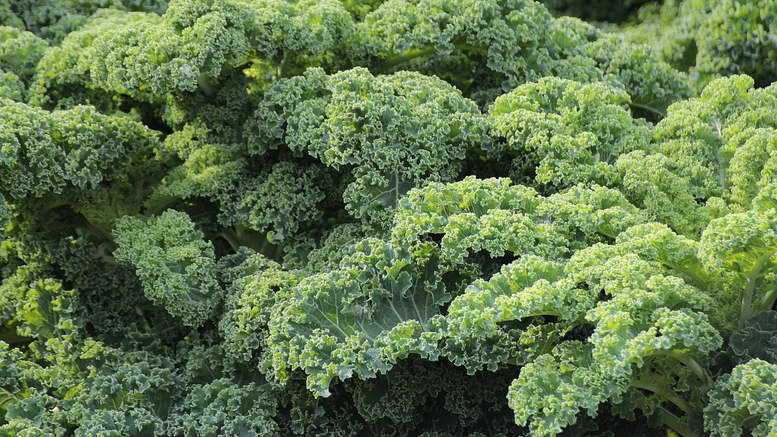 Растение капуста (Brassica) является представителем семейства Крестоцветные (Капустные), в состав которого также входит репа, редька, брюква, капуста огородная, редиска, турнепс и горчица