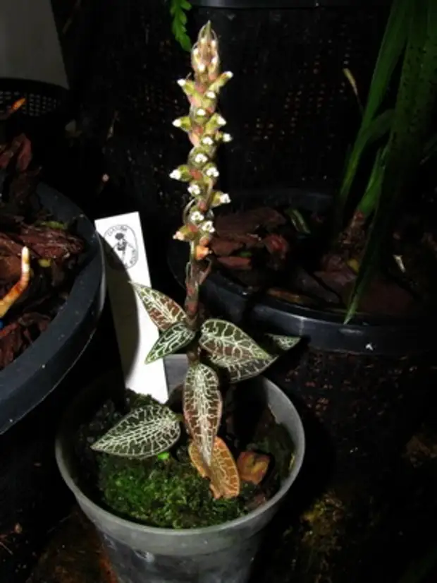 Драгоценная орхидея лудизия - уход в домашних условиях и размножение