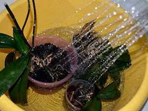 Как поливать орхидею: в горшке и домашних условиях
