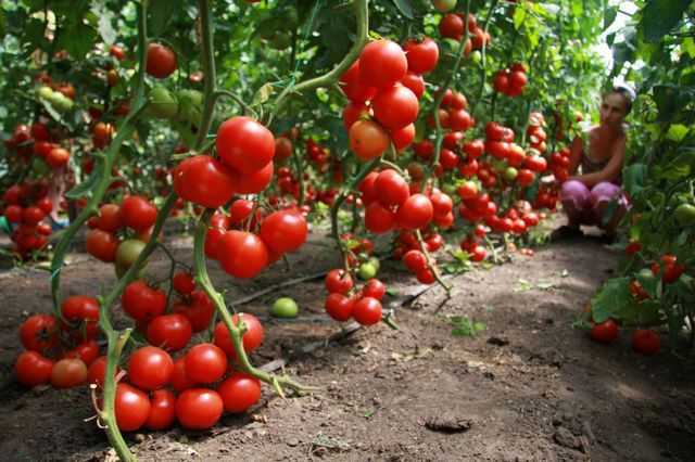 Посадка томатов семенами в открытый грунт или теплицу: когда, как, плюсы и минусы