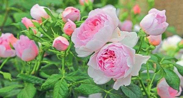 Плетистая роза «пьер де ронсар» (19 фото): описание сорта, особенности посадки и ухода, отзывы