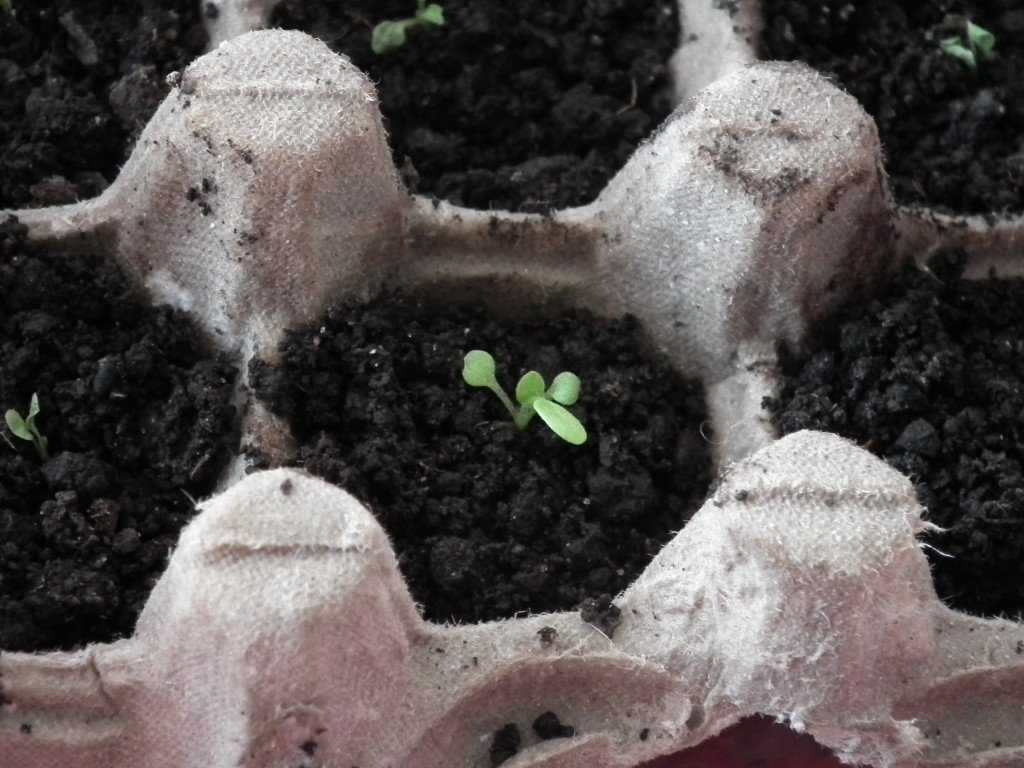 Как вырастить хорошую рассаду петунии: уход, условия выращивания